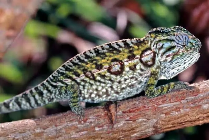 One Carpet Chameleon standing on a tree branch