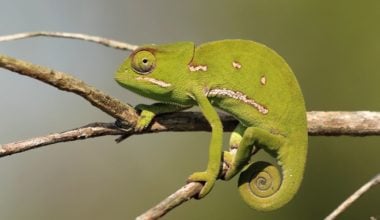A type of chameleon known as the Flap Necked