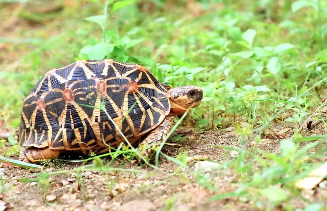 An Indian star tortoise in an outdoor enclosure