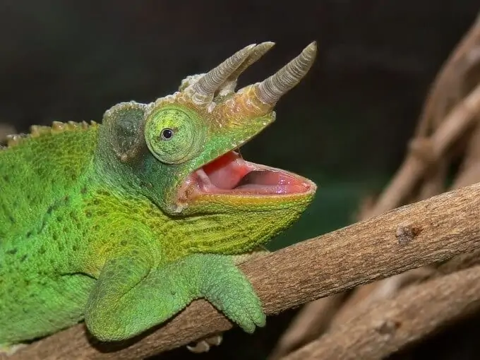 The Jackson's Chameleon species