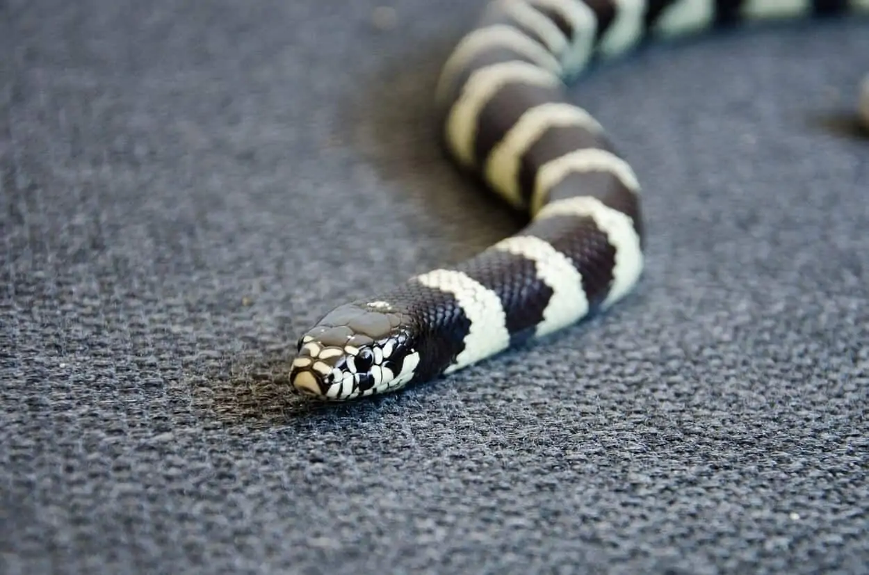 A cute king snake named royal