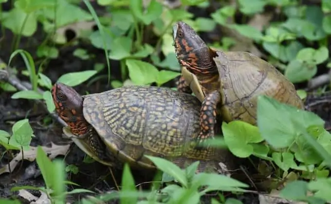 Male and female three-toed box turtles