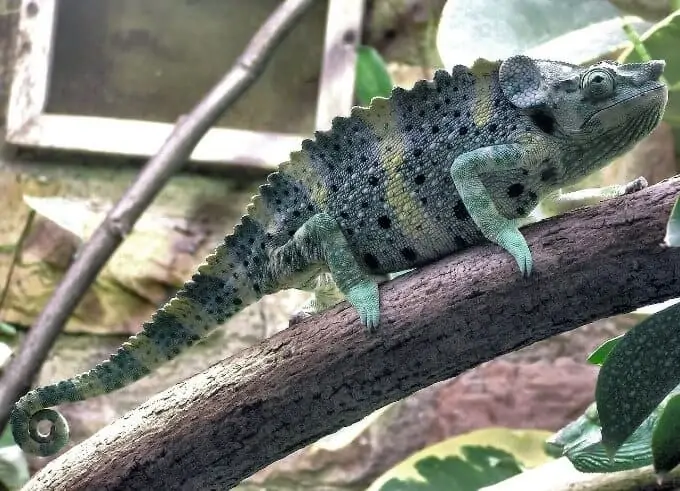 A unique type of chameleon known as Meller's