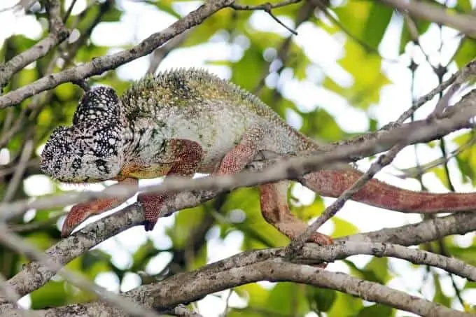 An Oustalet's Chameleon climbing a tree