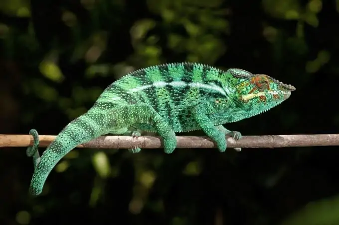 Panther Chameleon resting in a tree