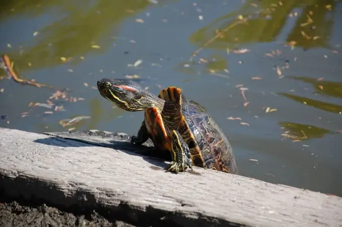 A red-eared slider climbing out of the water