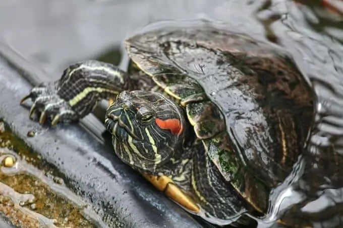 A red-eared slider turtle in the water