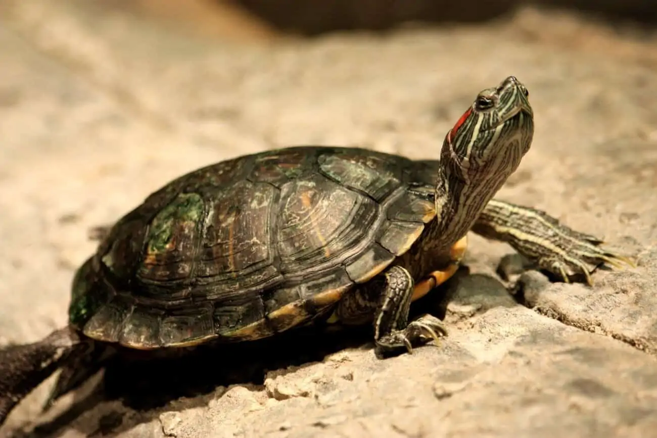 Red-eared slider basking in a tank