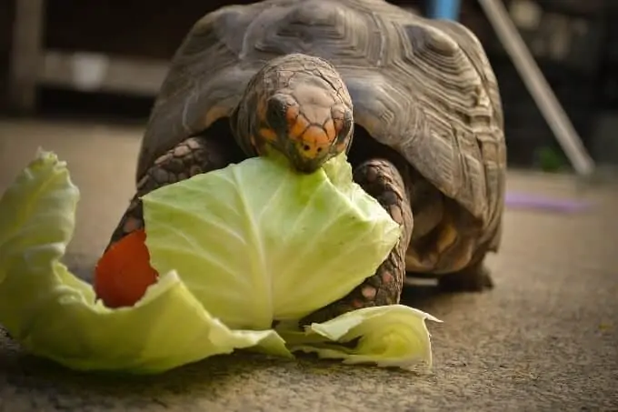 A red-footed tortoise eating food