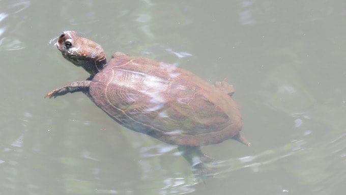 One Reeve's turtle swimming in clean water
