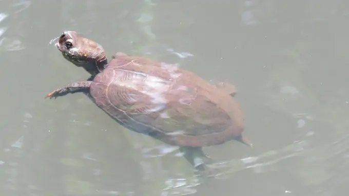 One Reeve's turtle swimming in clean water
