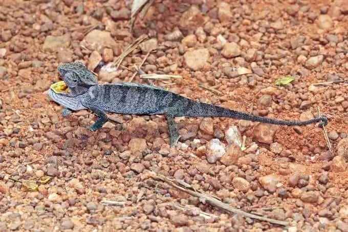 A small type of chameleon called the Senegal