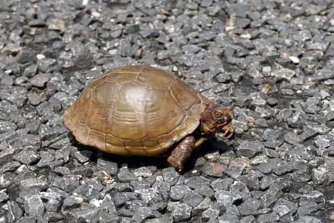 A three-toed box turtle outside