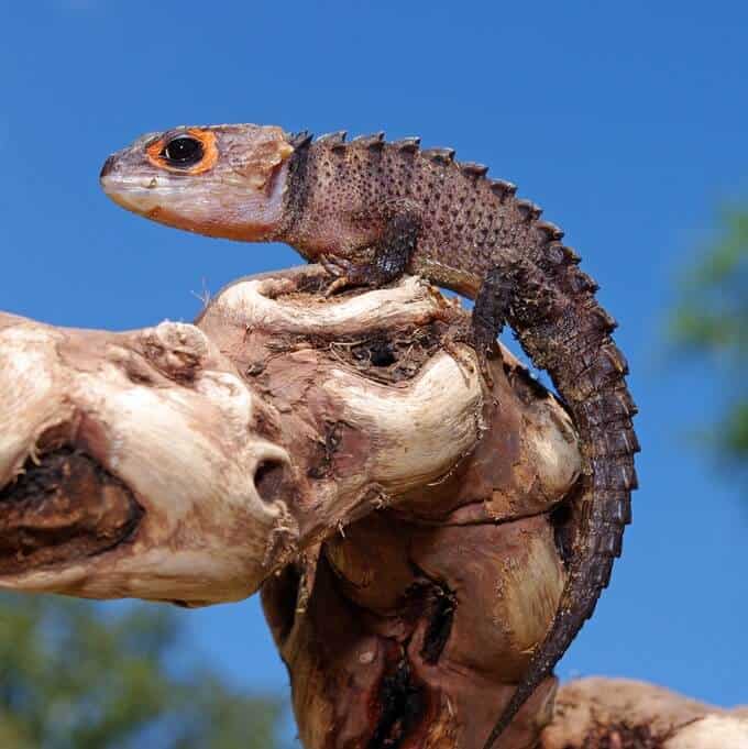 Tribolonotus gracilis climbing on a tree branch