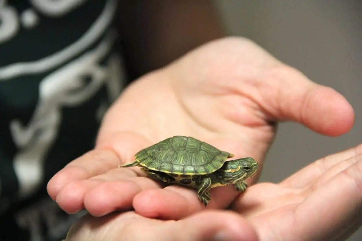 A pet turtle with a good name
