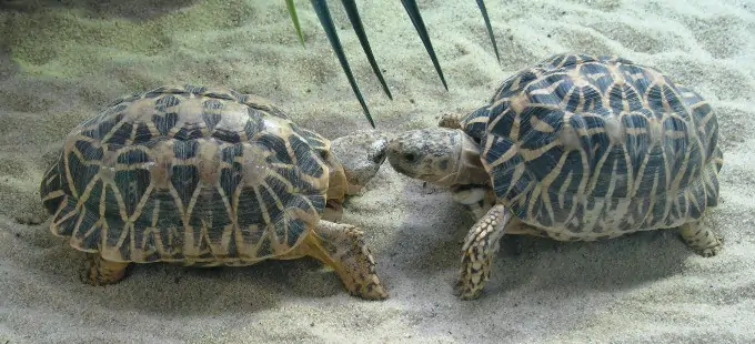 Two Indian star tortoises investigating each other
