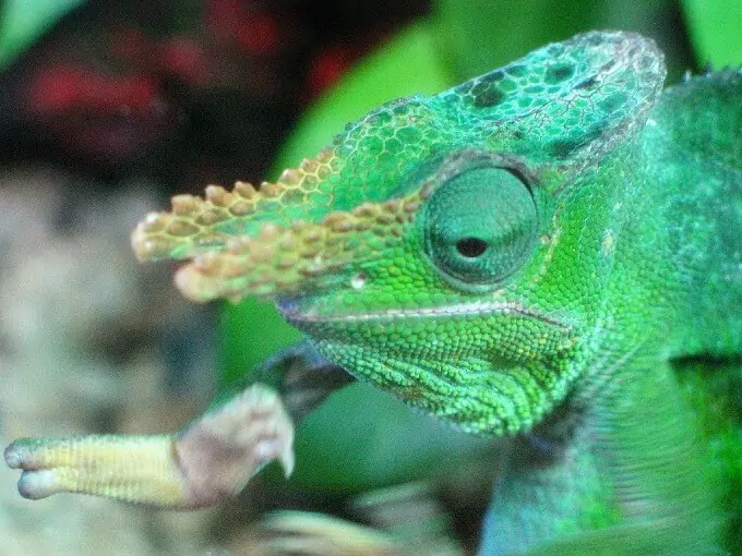 Close up of the face of a Fischer's Chameleon