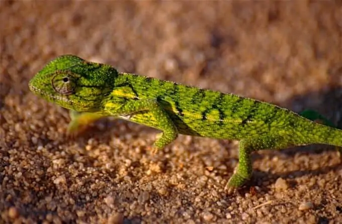 A young carpet chameleon walking along the substrate