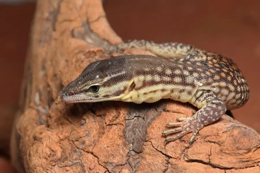 A type of lizard called the Ackies monitor