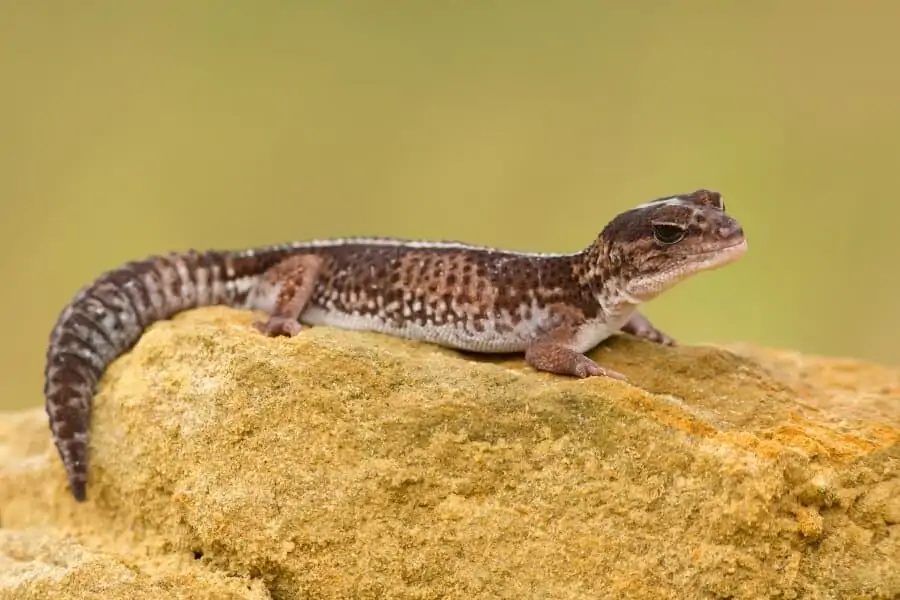 A pet African fat-tailed gecko lizard