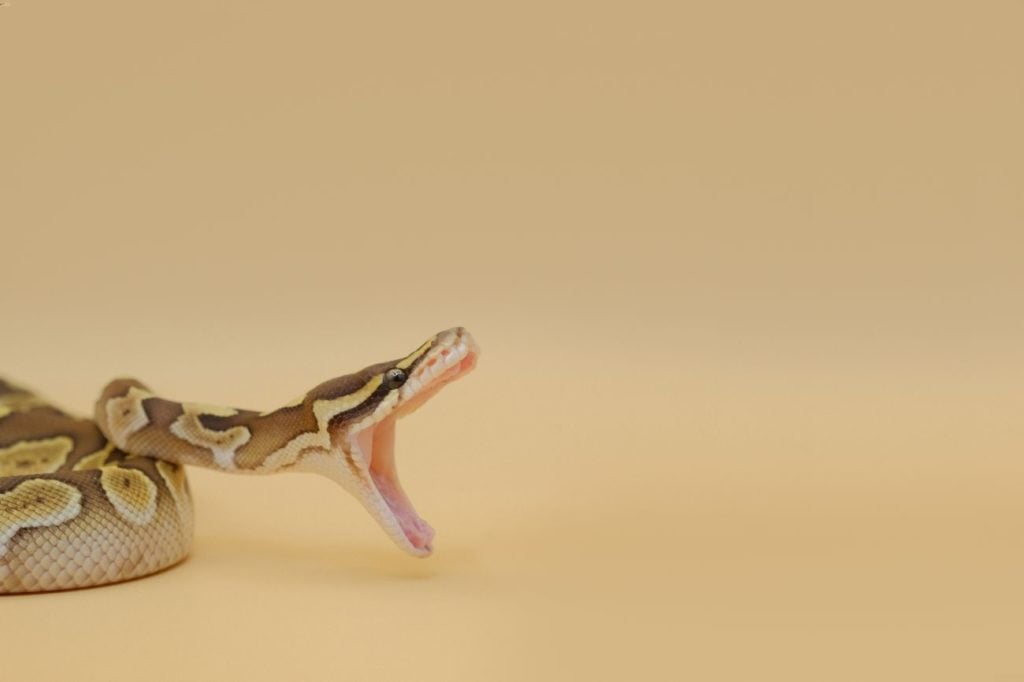 A ball python about to bite