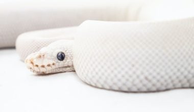 A ball python that's not eating