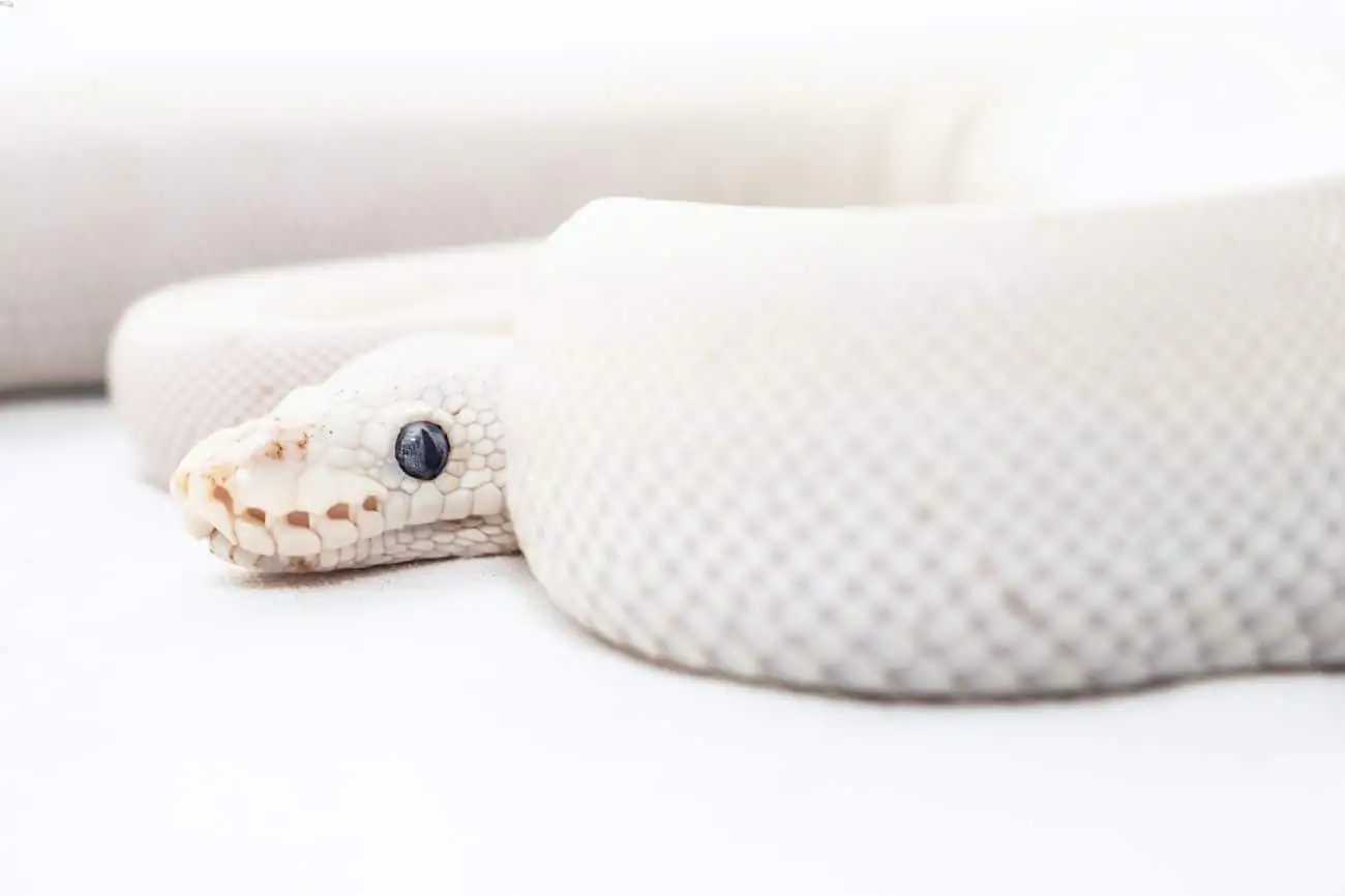 A ball python that's not eating