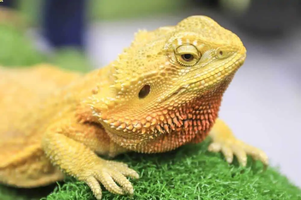 A bearded dragon on artificial bedding