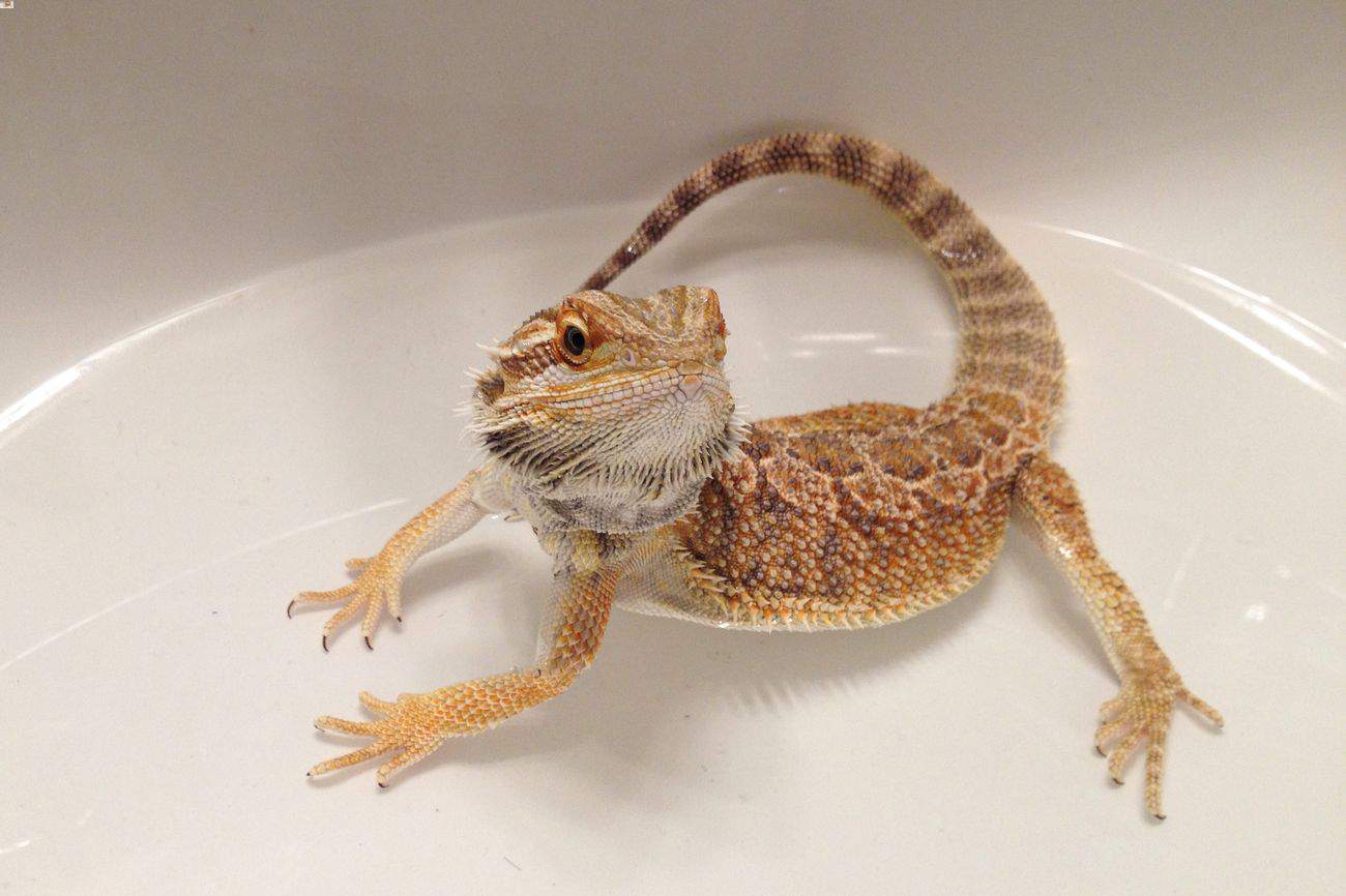 A bearded dragon taking a bath