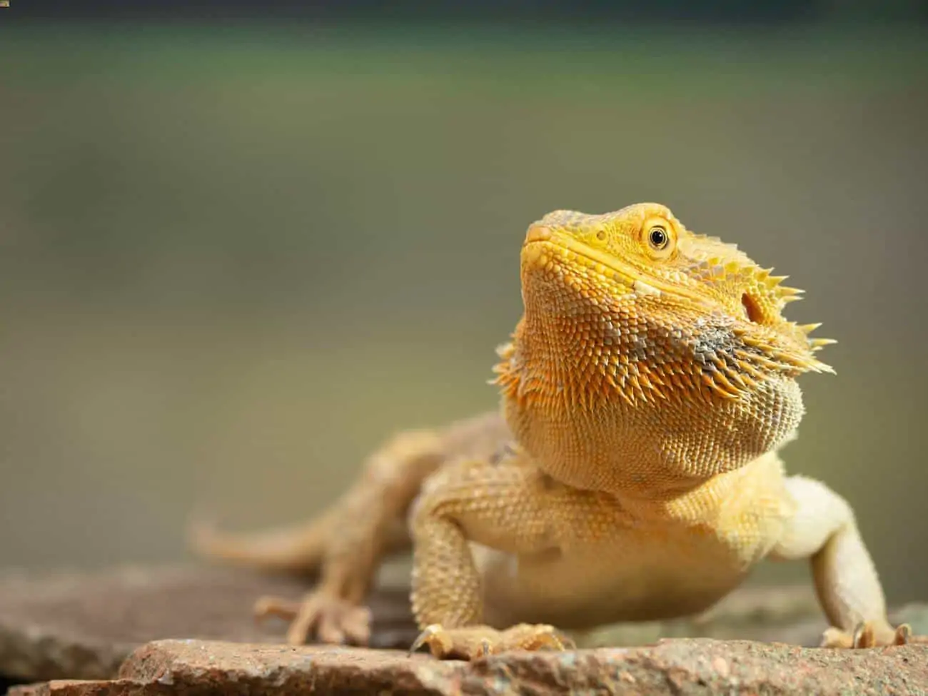 An affordable bearded dragon basking