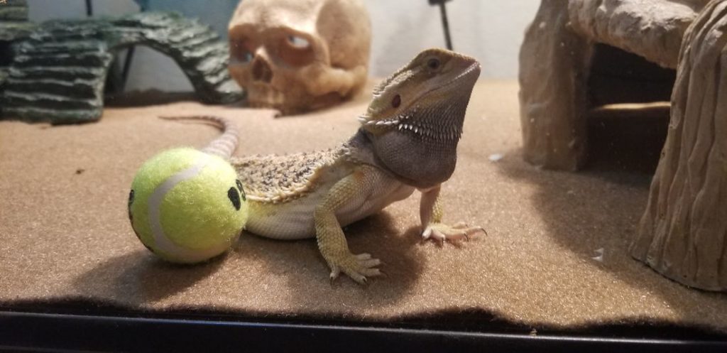 A bearded dragon getting some enrichment by playing with a toy ball