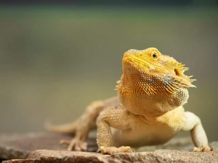 A pet bearded dragon lizard basking