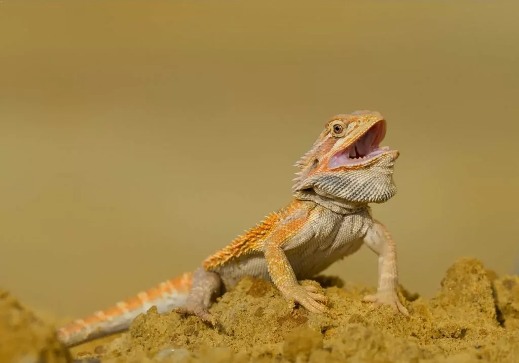 A basking bearded dragon with an open mouth