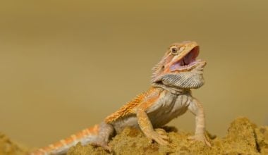 A bearded dragon with an open mouth