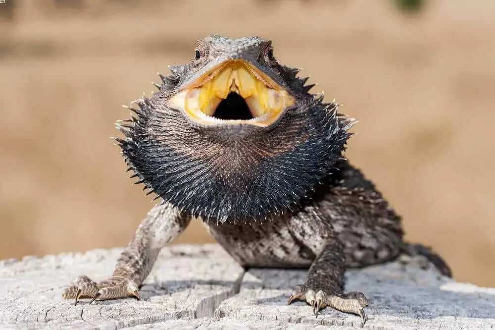 An angry bearded dragon holding its mouth open