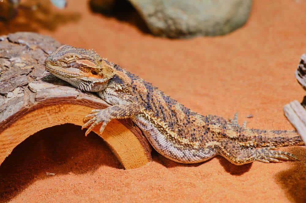 Bearded dragon on a sand substrate