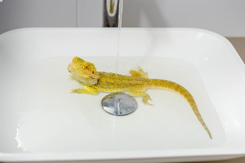 A pet bearded dragon swimming after a bath