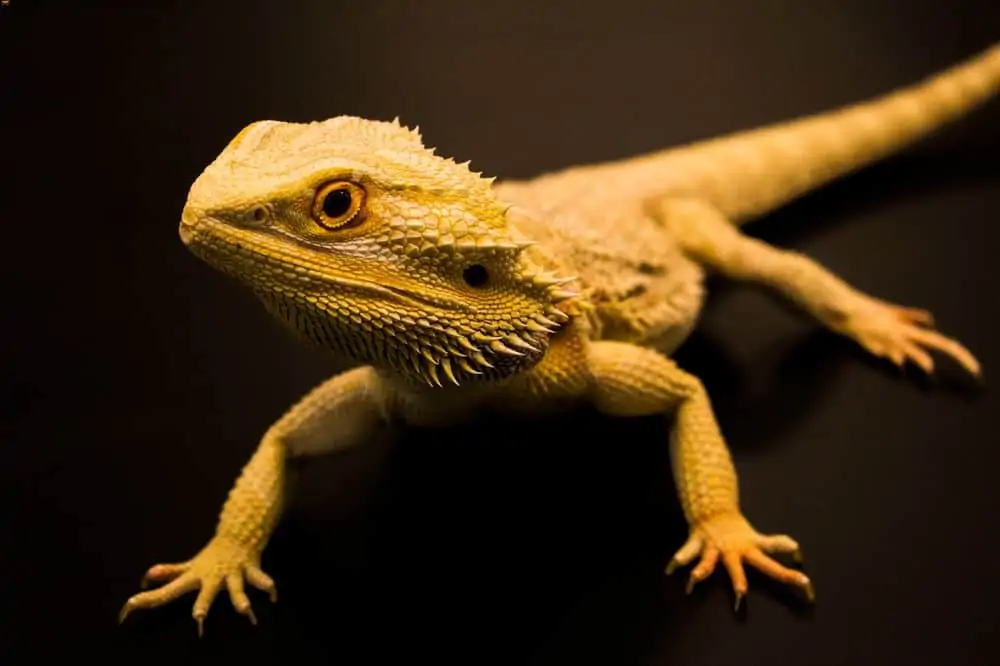 A bearded dragon on tile substrate