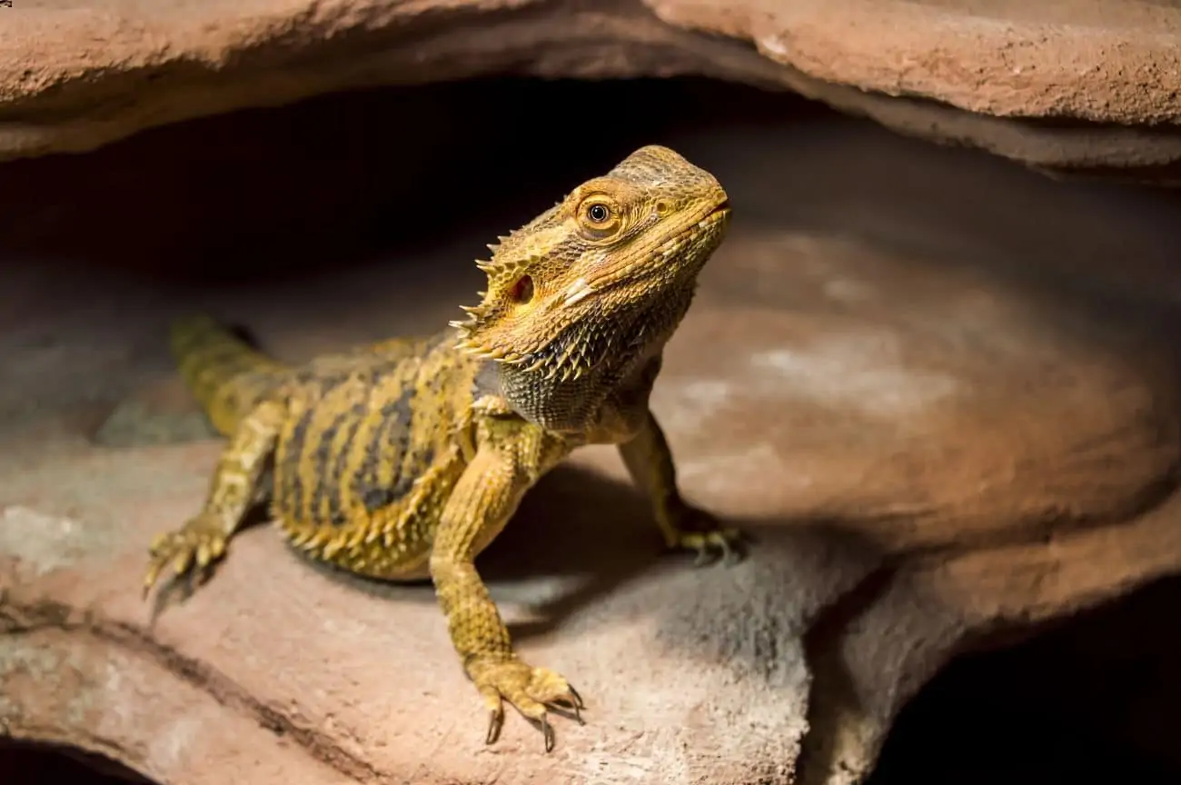 A pet bearded dragon with a good name