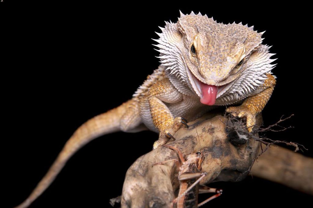 Pet bearded dragon eating an insect