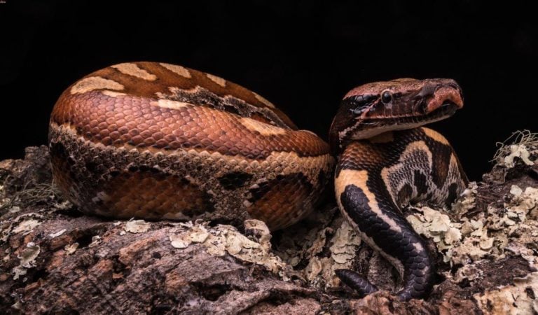 Blood Python 101: The Essential Care Guide