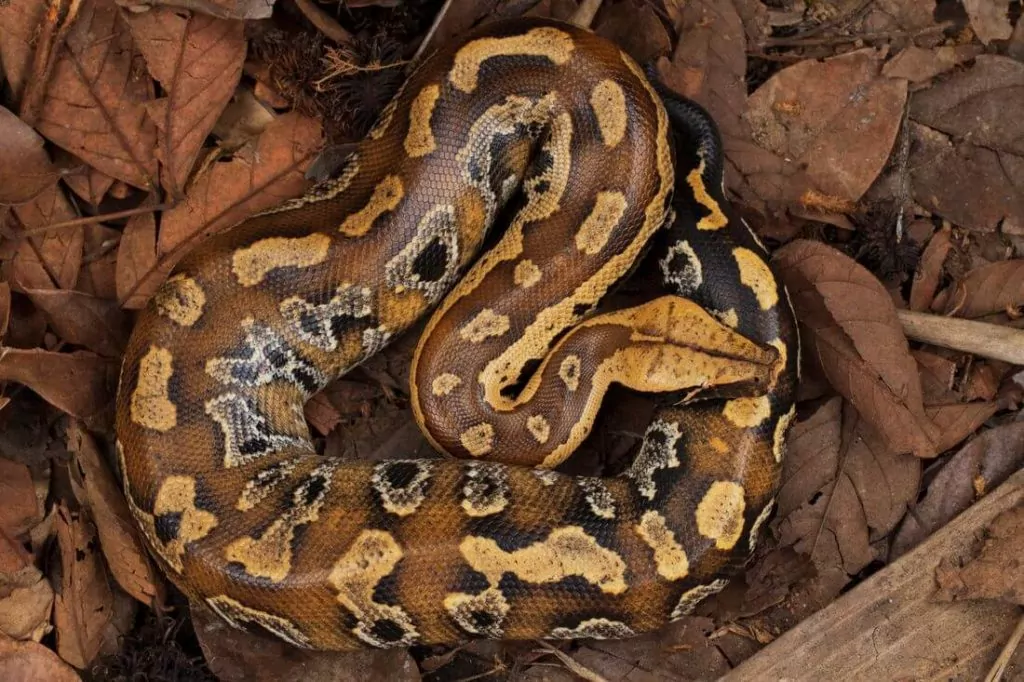 A blood python coiled up