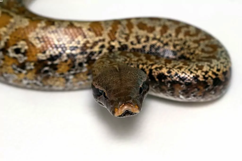 A pet blood python preparing to eat food