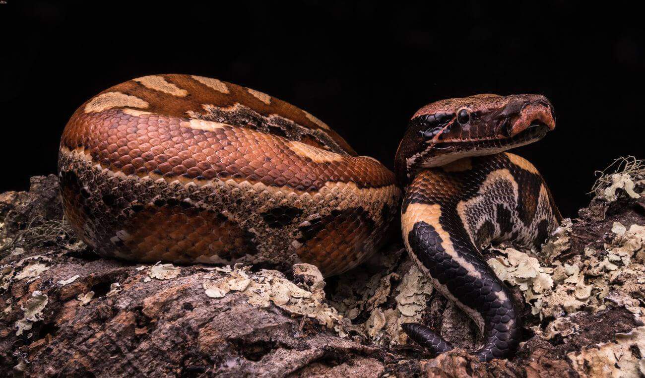 Blood python inside a properly-made habitat