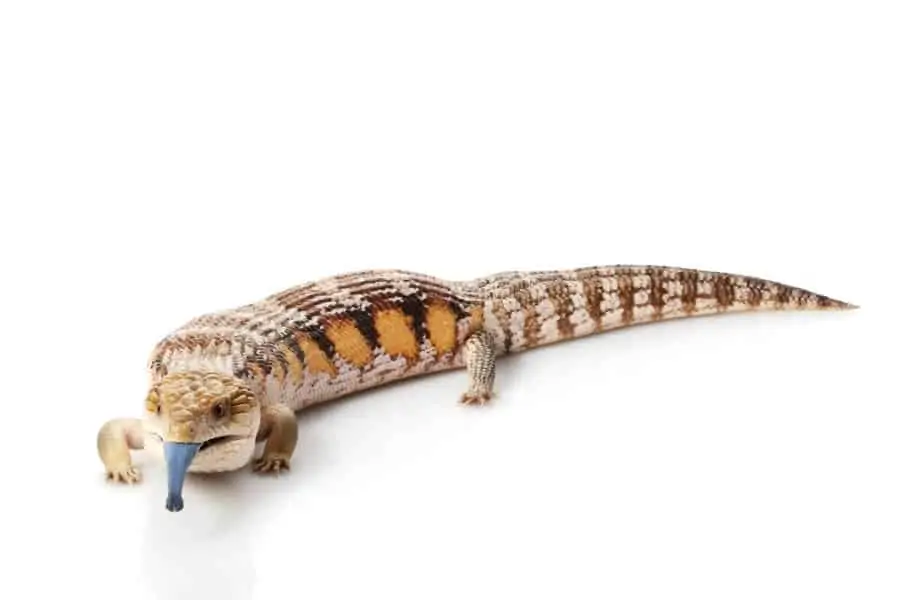 A type of lizard called the blue-tongue skink