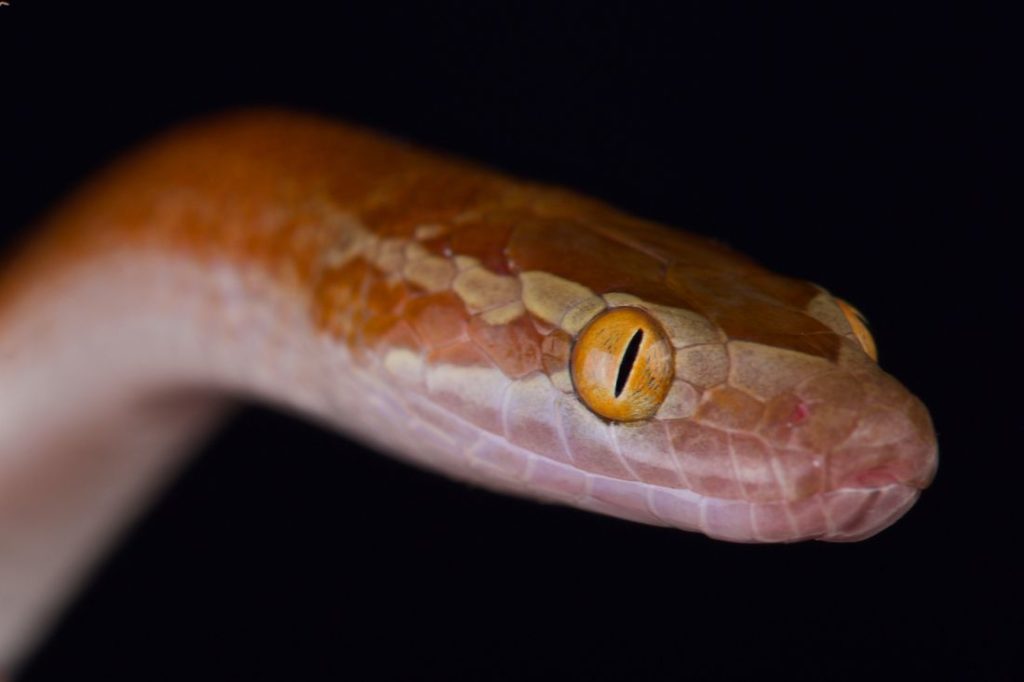 Close up of a brown African house snake