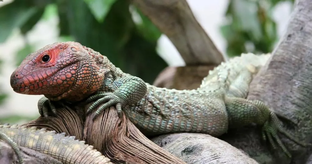 A caiman lizard resting in a tree