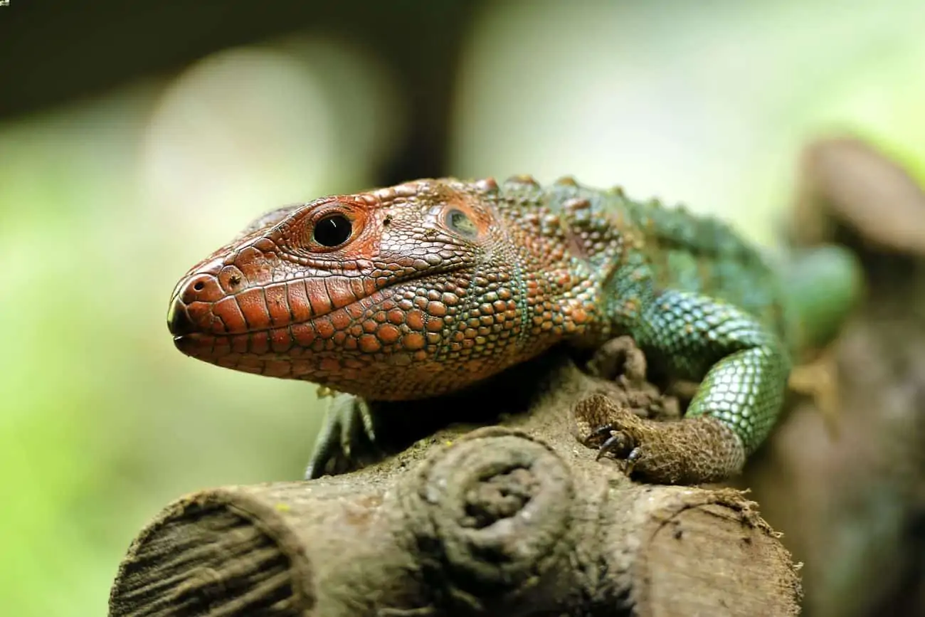 A pet caiman lizard