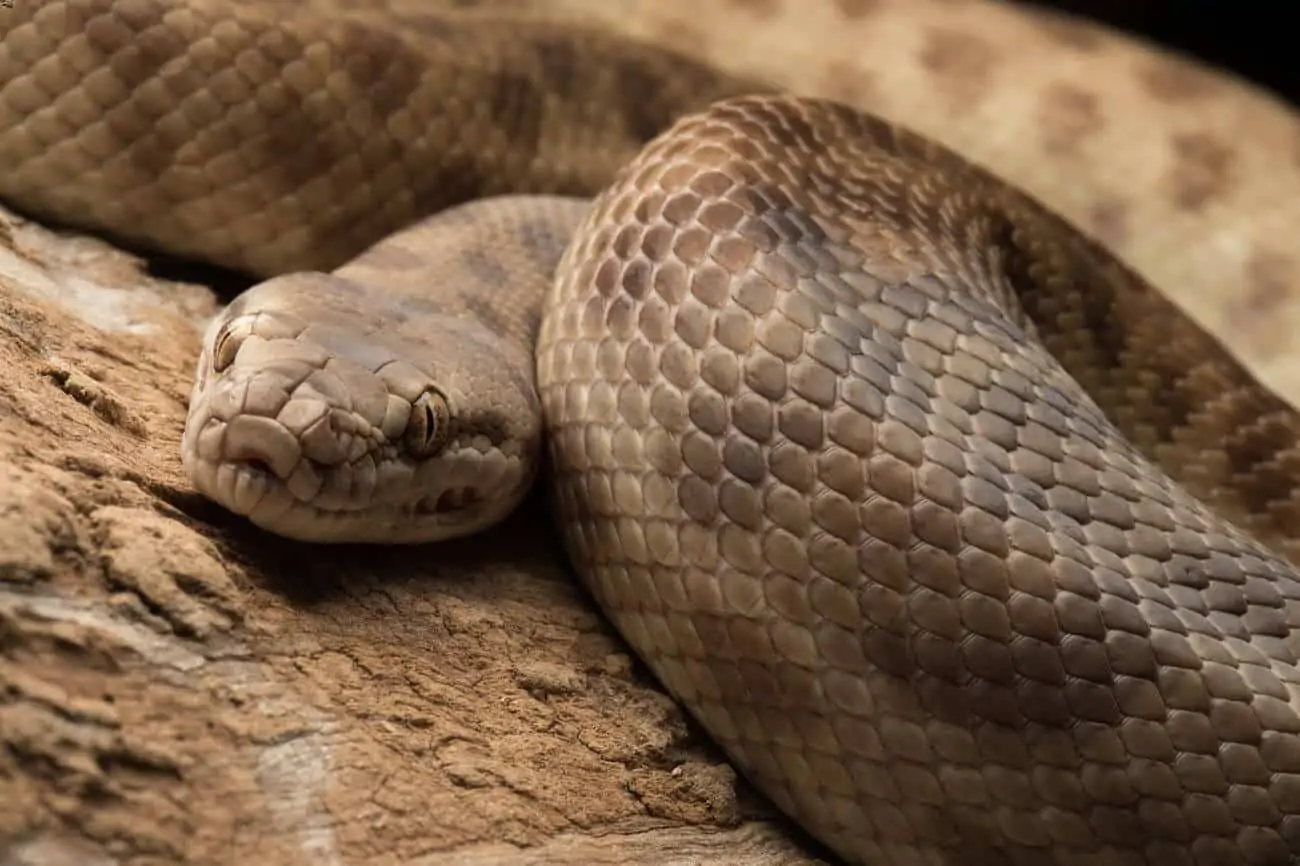 A coiled up Children's python