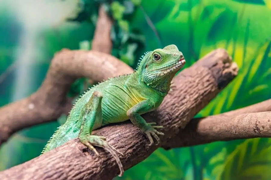 Type of lizard named the Chinese water dragon